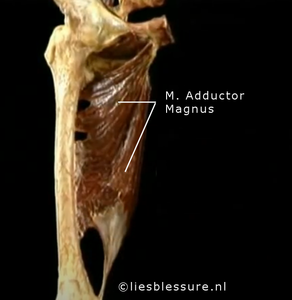 m. adductor magnus