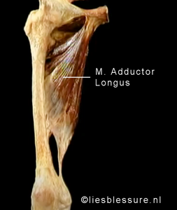 m. adductor longus